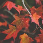 Midlife Anxiety and the Seasons – Why Men Feel It More Deeply