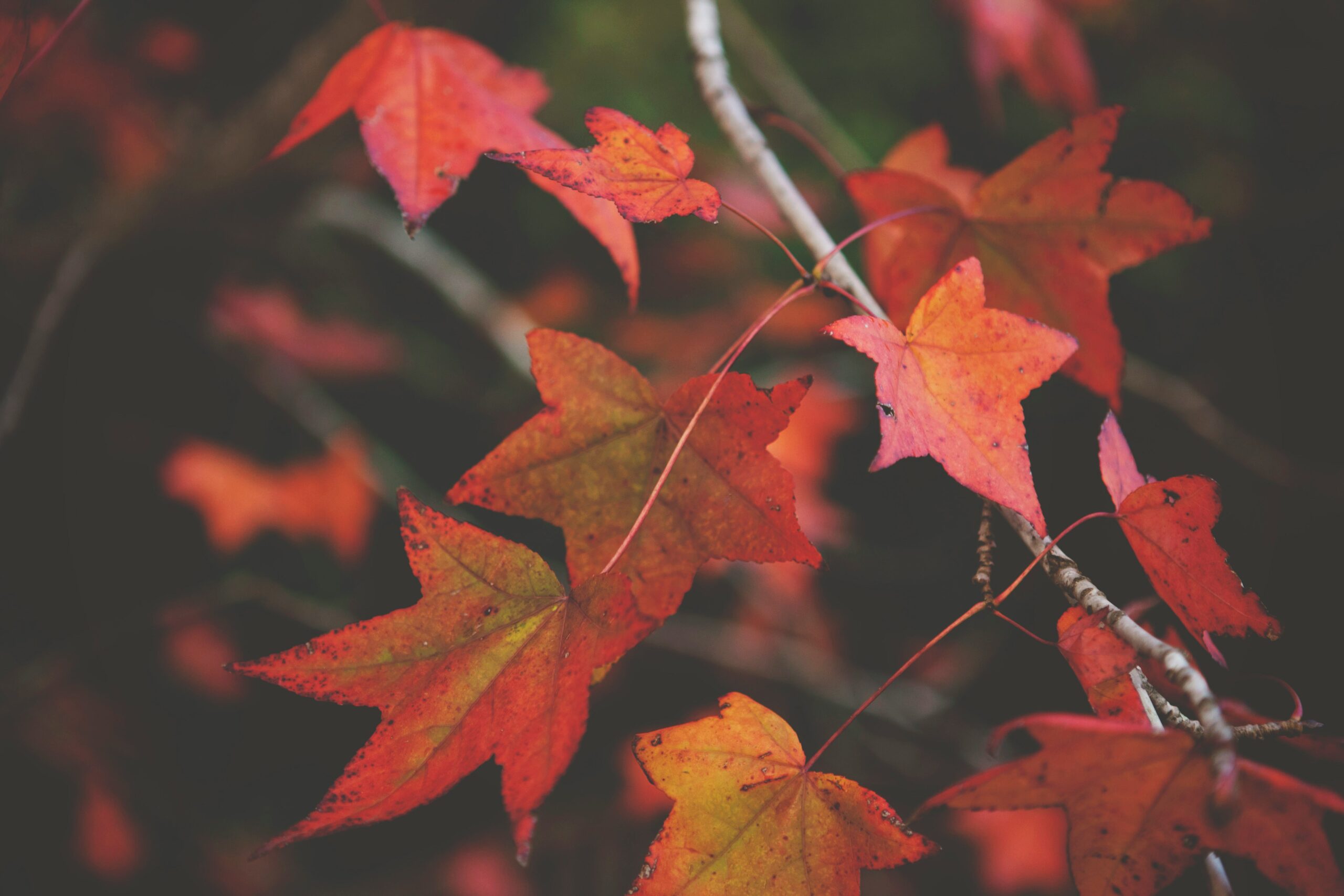 Autumn leaves showing the changing seasons